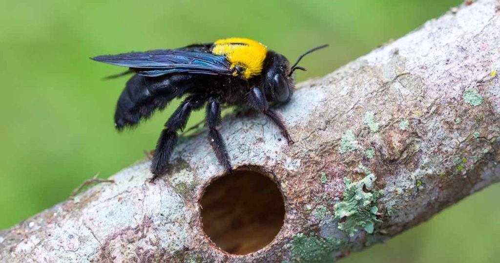 How to get rid of carpenter bees wd40