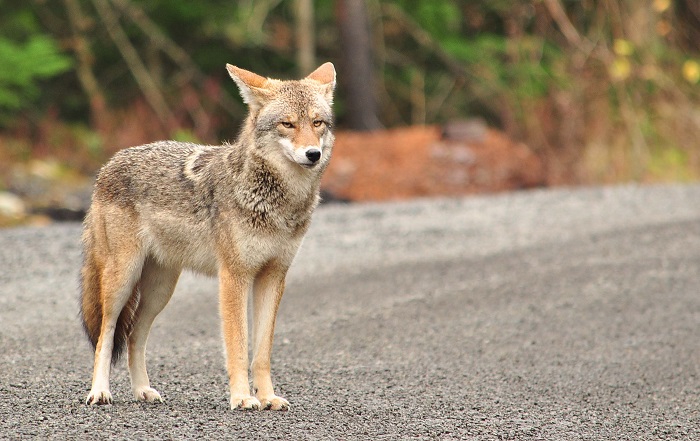 How to get rid of coyotes