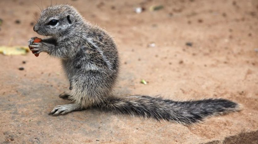 How to get rid of ground squirrels?