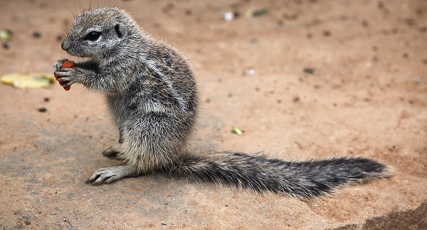 How to get rid of ground squirrels?