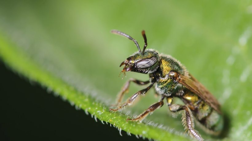 How to get rid of sweat bees