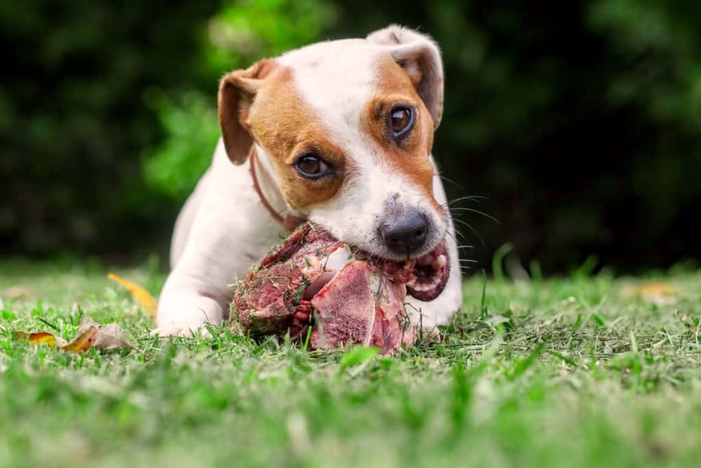 Is raw meat good for dogs