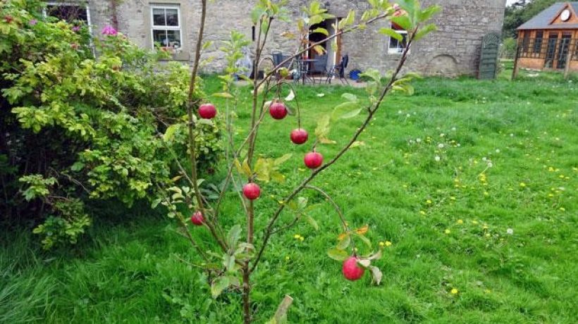 The Importance of Keeping a Clean Garden