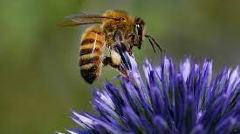 Learn How to Encourage Bees Into Your Garden