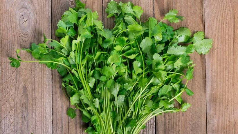 How to Freeze Cilantro?