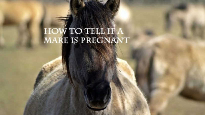 How to tell if a mare is pregnant?