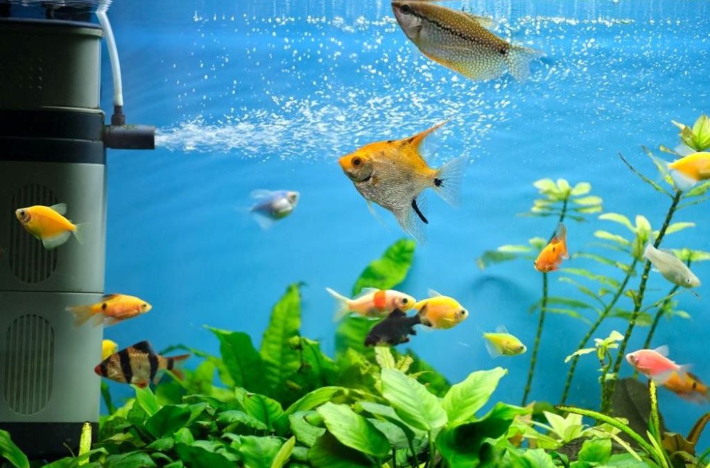 What is automatic method of feeding fish