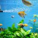 What is automatic method of feeding fish