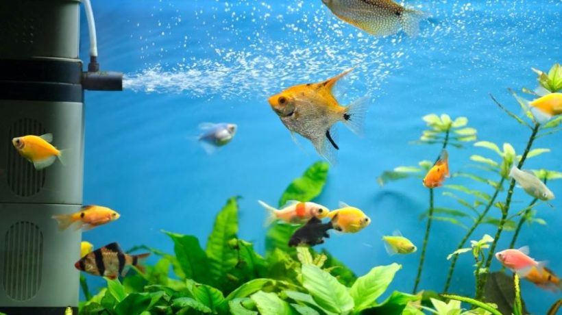 Amazing Benefits of Automated Aquarium Feeding Systems You Can’t Ignore