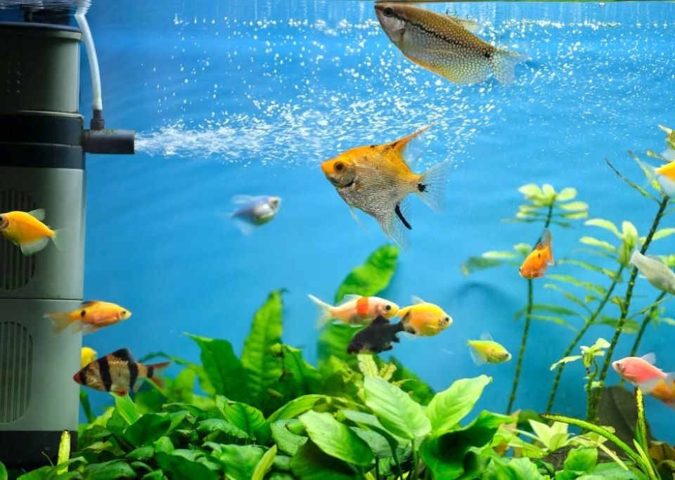 What is automatic method of feeding fish