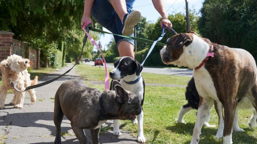 How to Prevent Leash Tangling With Multiple Dogs