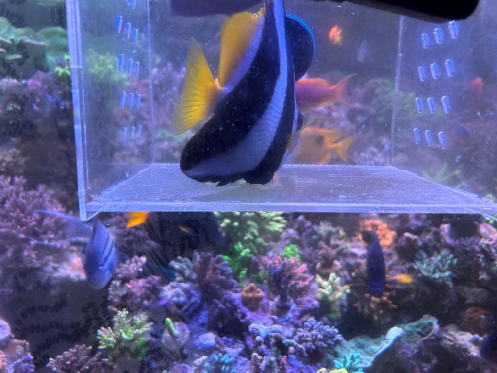 Acclimation Guide - Online Freshwater Fish Store