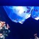 How to Acclimate New Fish to Your Tank Without Stress
