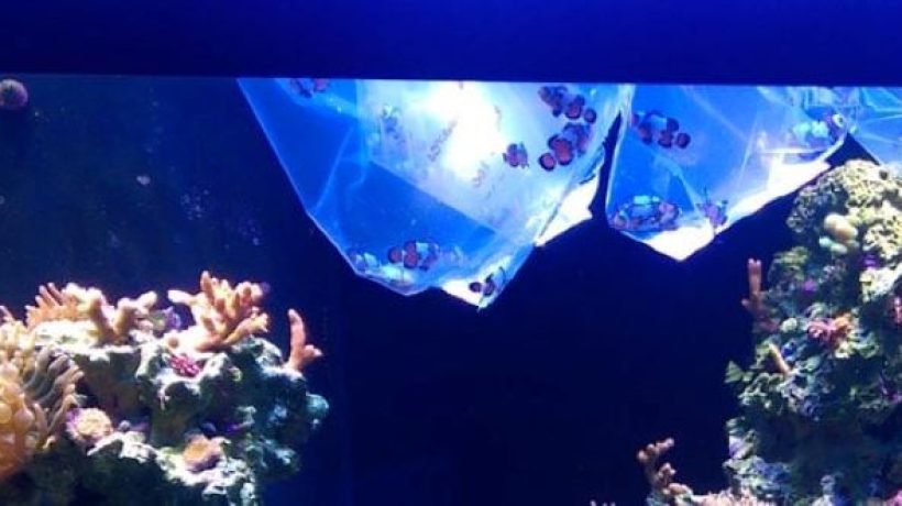 Stress-Free Fish Acclimation: A Step-by-Step Guide for Reef Tanks