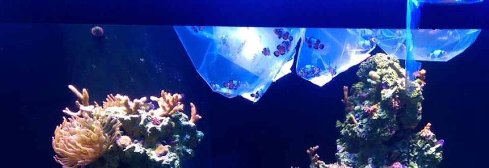 How to Acclimate New Fish to Your Tank Without Stress