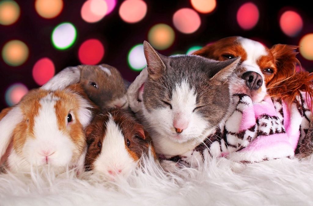 Can I have a pet if I live in a small apartment?