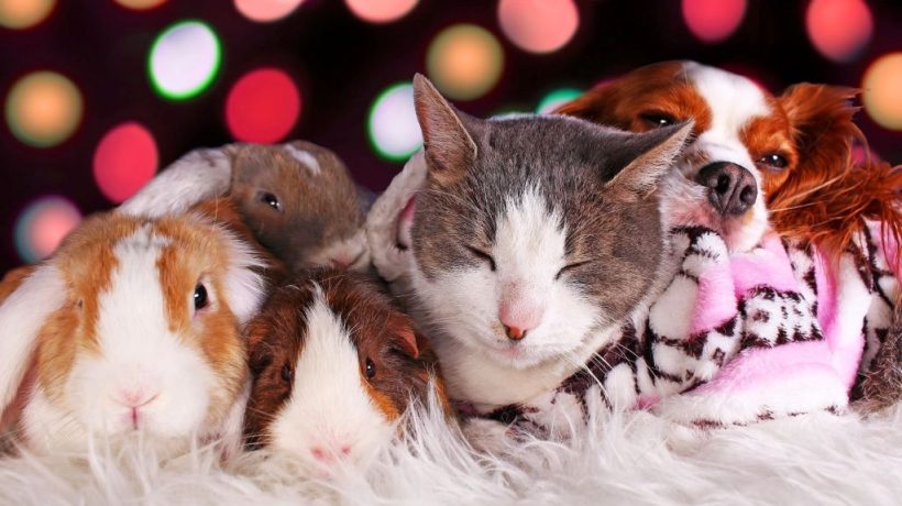 How to Choose the Right Pet for Your Lifestyle