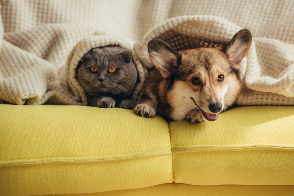 choose the right pet: Can allergies affect my pet choice?
