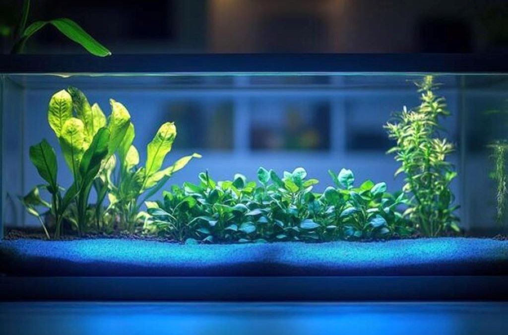 Starting a fish tank for beginners checklist