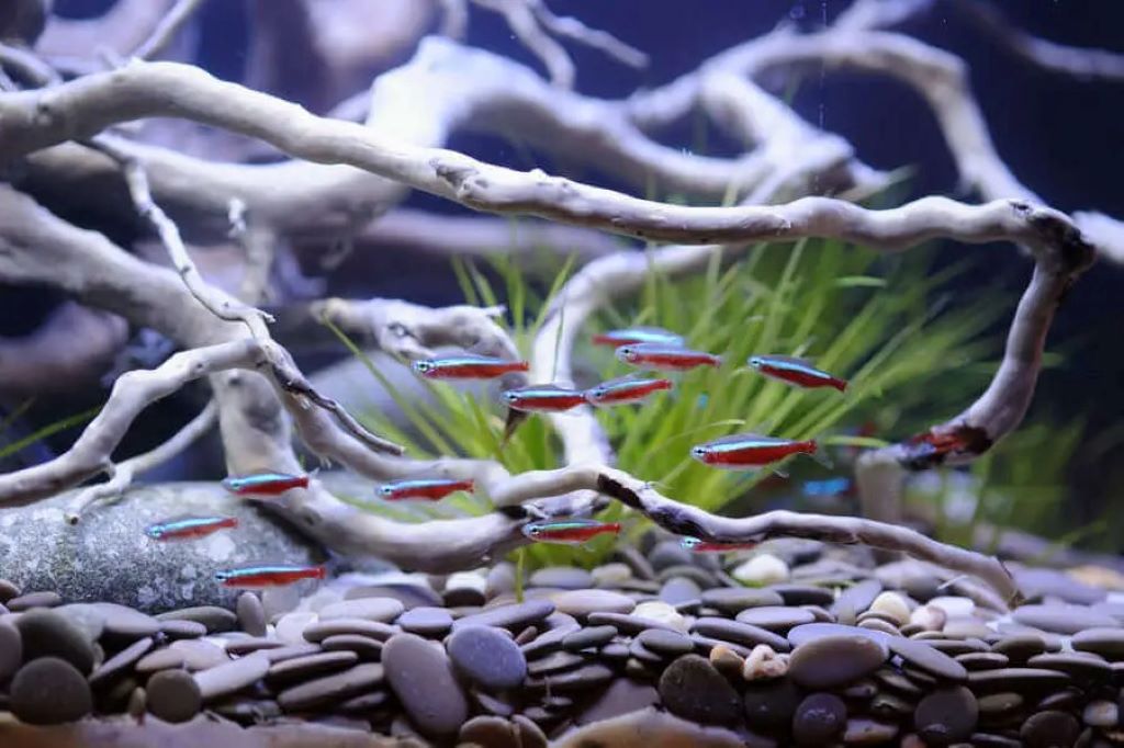 Freshwater aquarium startup mistakes to avoid miri helpful guide qui
