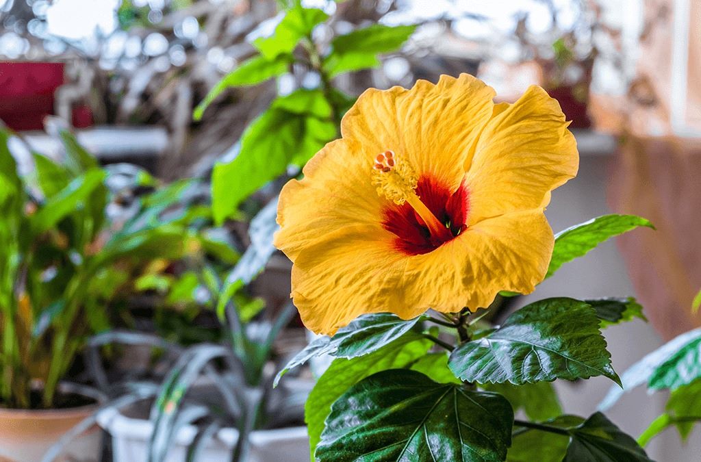Top Air-Purifying Houseplants for a Fresher Home