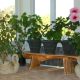 Hibiscus indoor air purification benefits guide ayurveda