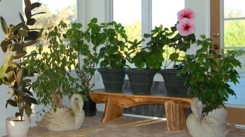 Hibiscus Indoor Air Purification Benefits