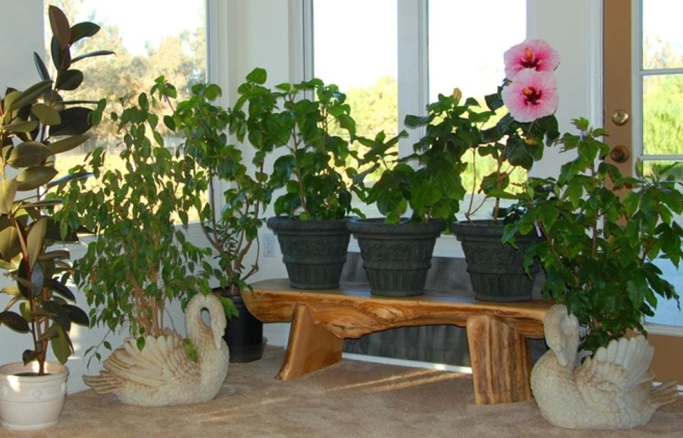Hibiscus indoor air purification benefits guide ayurveda