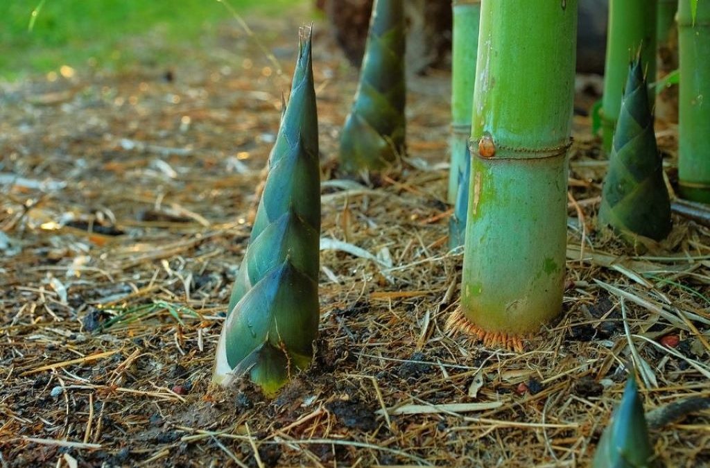Bamboo stalks growing in sustainable forest showing rapid growth compared to traditional trees used for paper production