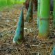 Bamboo stalks growing in sustainable forest showing rapid growth compared to traditional trees used for paper production