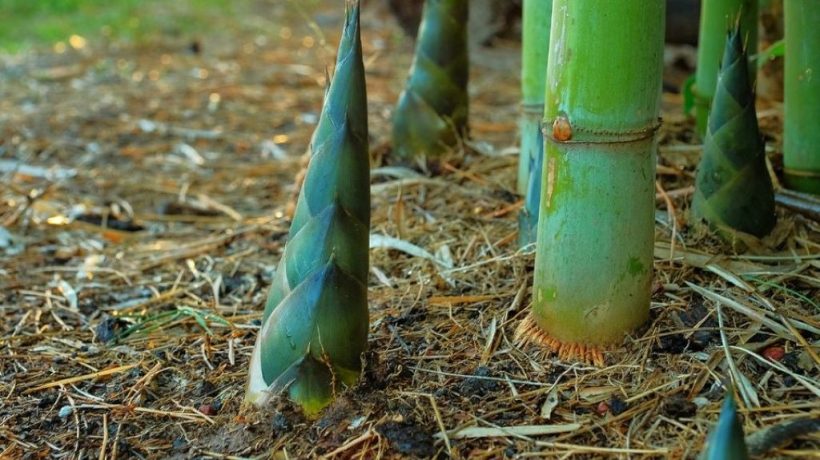 Bamboo Pulp Paper vs Wood Pulp: The Sustainable Choice for Modern Consumers