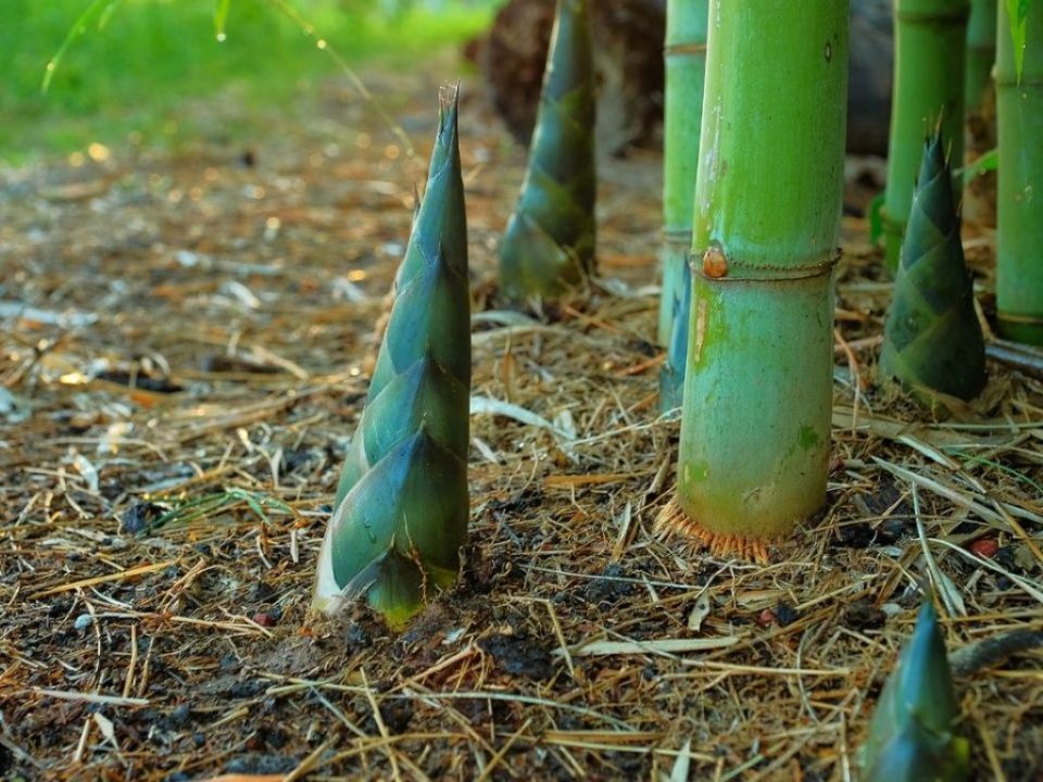 Bamboo stalks growing in sustainable forest showing rapid growth compared to traditional trees used for paper production
