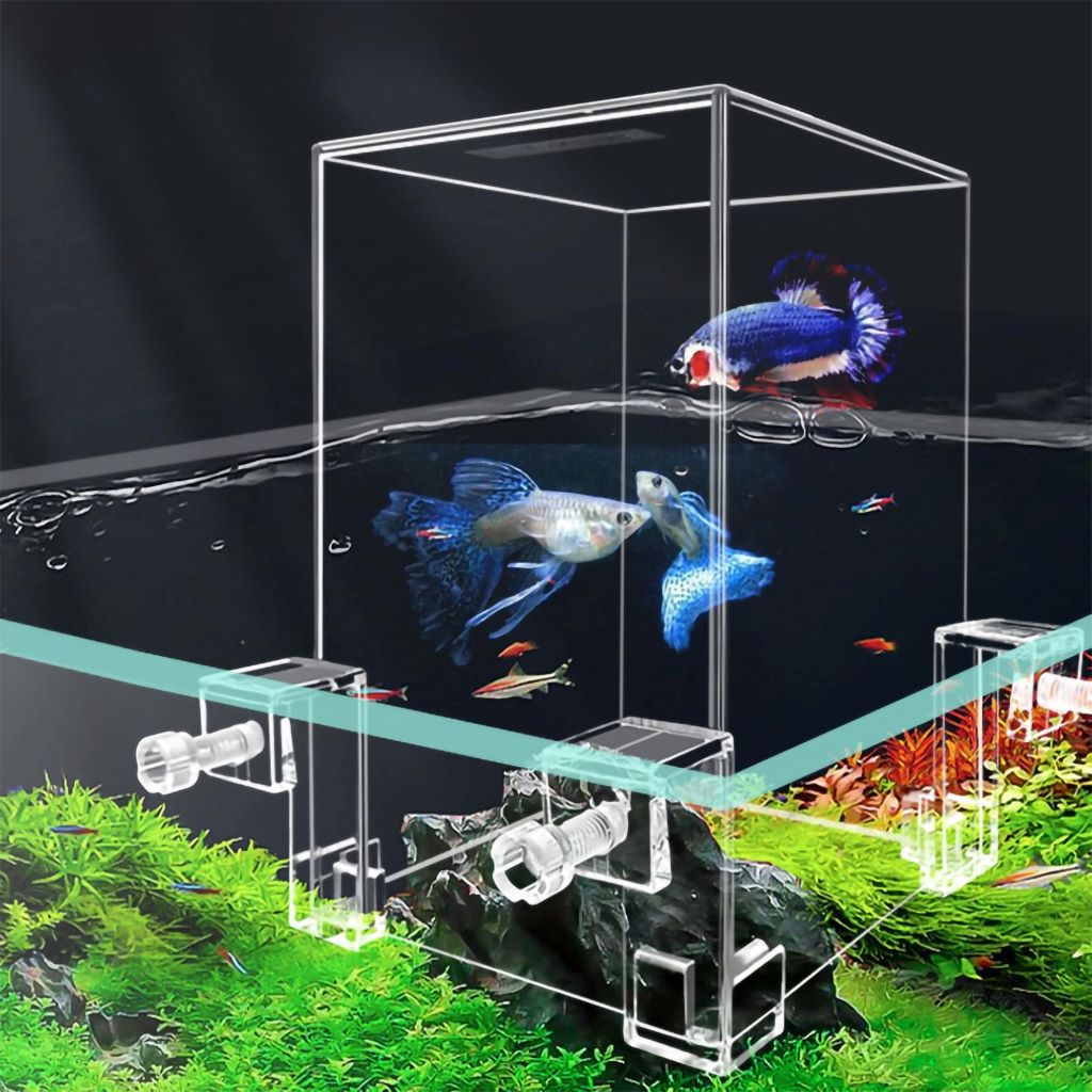 Betta fish in desktop tank with natural decorations and calm water surface