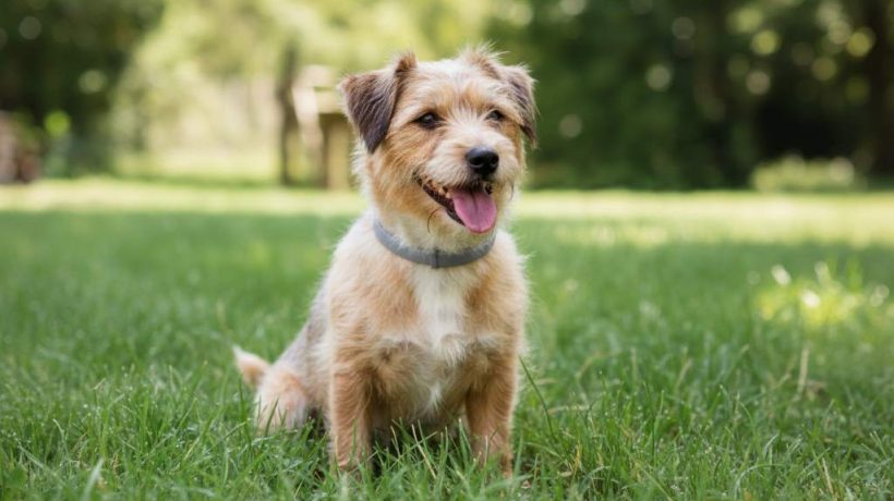 Best Flea and Tick Collar for Small Dogs: 8-Month Protection Explained